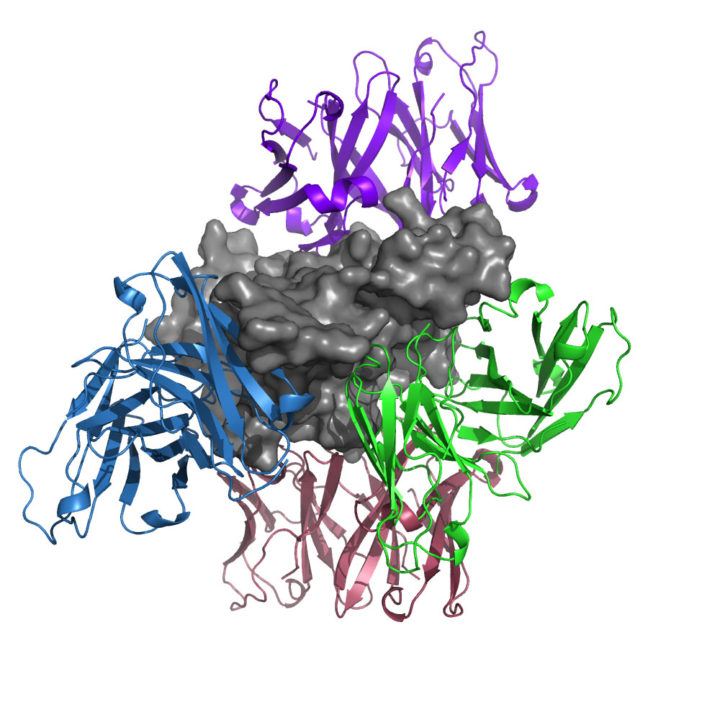 QC1 – Comment moduler l’activité d’une cible par la liaison de l’anticorps ?