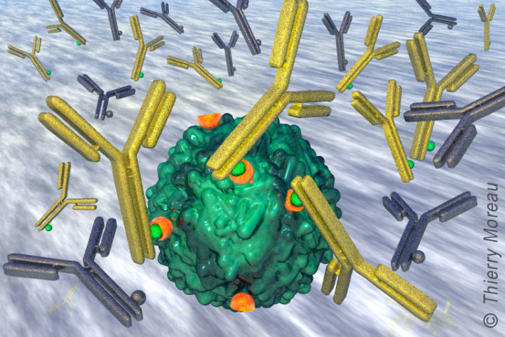 QC2 – Comment amplifier l’activité des anticorps sur la base de leur format ?