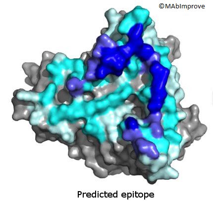 predicted epitope